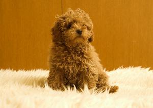 短い手足が可愛いミヌエットの特徴や性格