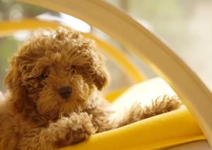 秦野市で動物病院をお探しならこちらへ