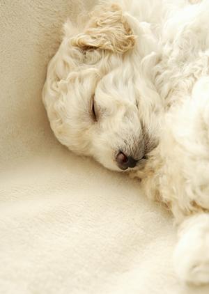 シロアリ駆除の信頼と実績のアサンテ|即日対応・土日祝も受付