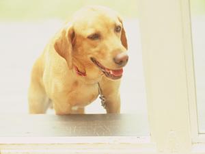 自然に近い環境と先進の設備を備えた旭川市豊岡の緑の森どうぶつ病院