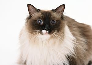 大阪で人気の猫トリミングサービス完全ガイド！愛猫のための美容と健康管理法