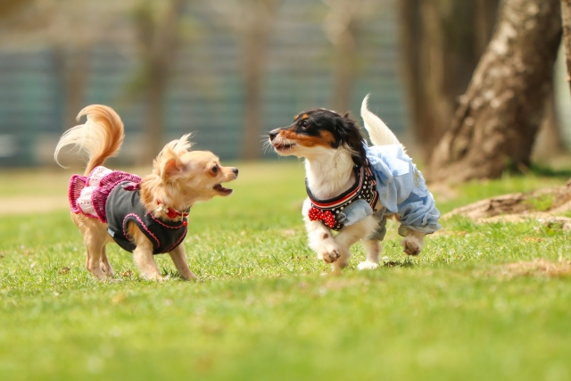 犬のイロハ